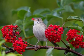  the grey Warbler bird eats the ripe red berries of elderberry in the summer garden © nataba