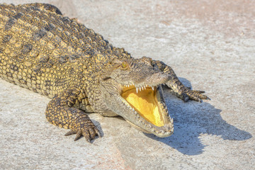 Crocodile