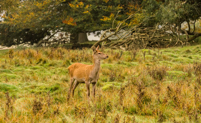 Naklejka na ściany i meble Red deer does during the rutting season at Tatton Park, Knutsford, Cheshire, UK