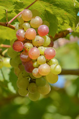 Grapes
