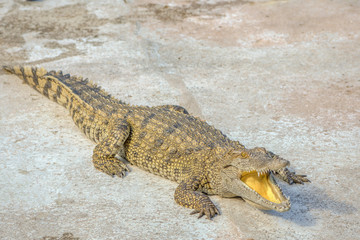 Crocodile