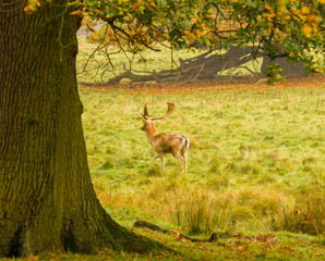 Young red deer stags during the rutting season at Tatton Park, Knutsford, Cheshire, UK