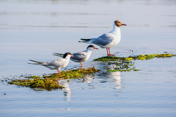 three birds sitting on an island in the river