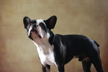Fototapeta premium Französische Bulldogge im Studio stehend