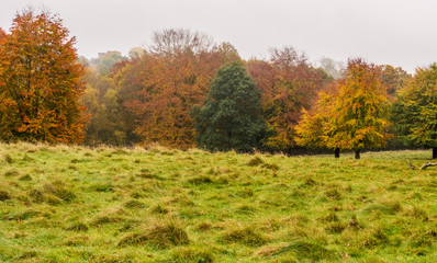 Beautiful Autumn colours on misty Autumn morning at Tatton Park, Cheshire, UK