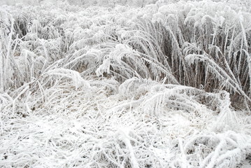 Hoarfrost