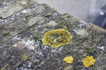 moss on top a rock