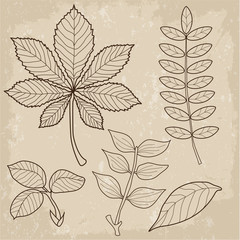 Set Of Different Type Leaves, Biology, Contour, Vintage Style. Leaves Of Grass. Vector Illustration. Autumn Leaves.