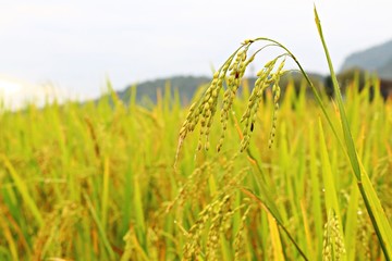 Green and yellow rice branches in the paddy with mountain in background