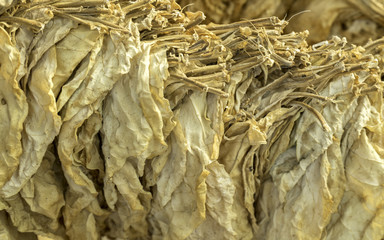 Traditional harvested tobacco leaves drying close-up view in blurred vignette. Pieria, Greece.
