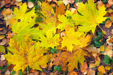 Yellow autumn leaves