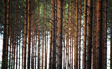 Pine forest. Image has a instagram effect applied.