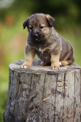 cute brown puppy outdoor grass