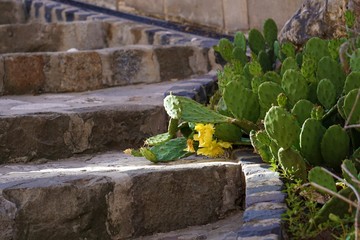 Cactus grows on stone stairs