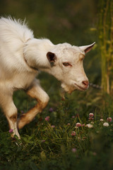 Fototapeta premium White goat eating grass in outdoor