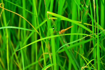 dragonfly