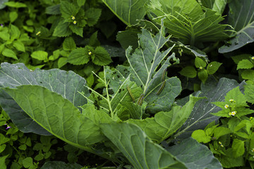 Damaged cabbage,