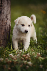 cute beige puppy on outdoor grass