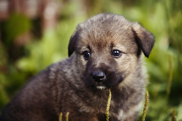 cute brown puppy outdoor grass