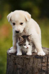 cute puppy and kitten on the grass outdoor;