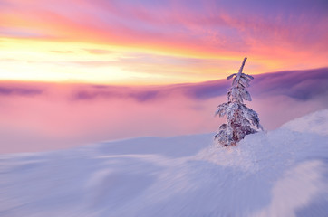 Original christmas wallpaper with colorful misty sunrise and beautiful white tree. With space for your montage