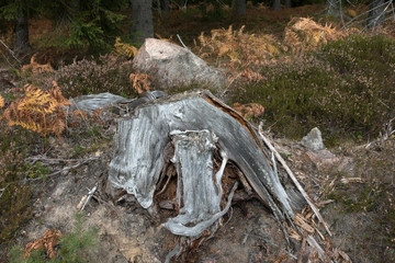 schweden am waldrand- struktur