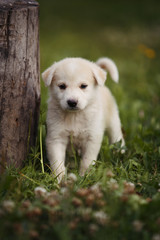 cute beige puppy on outdoor grass