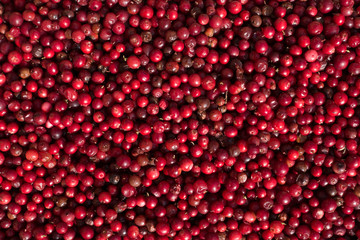 Preiselbeeren Schweden