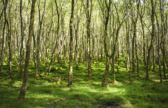Amazingly green birch forest with lots of trees