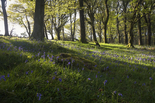 Sunbeams lighting up the beautiful bluebells and green ancient forest