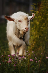 White goat eating grass in outdoor