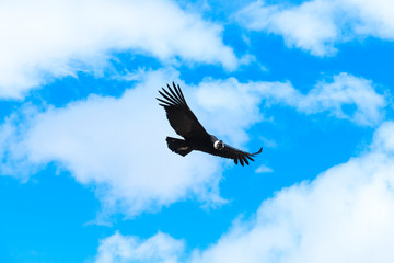condor in sky