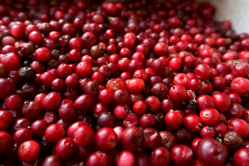 Preiselbeeren Schweden