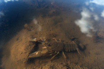 Flusskrebs im See  Örken, Smaland, Schweden © travelguide