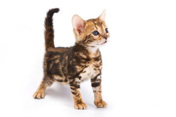 Funny Kitten Bengal cat (isolated on white)
