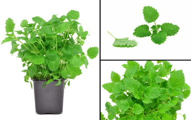 melisa © robert6666