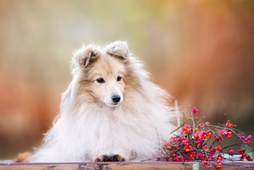 sheltie dog portrait outdoors