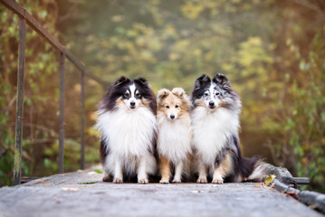Obraz na płótnie Canvas three sheltie dogs sitting together