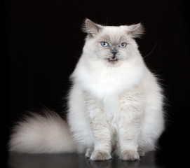 cranky cat posing on black background