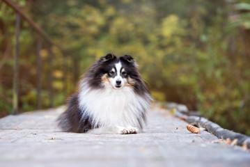 beautiful tricolor sheltie dog outdoors in autumn