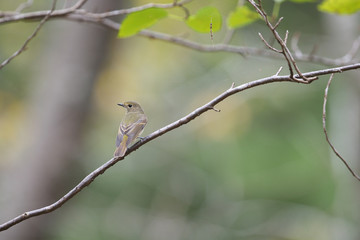 キビタキ雌(Narcissus Flycatcher)