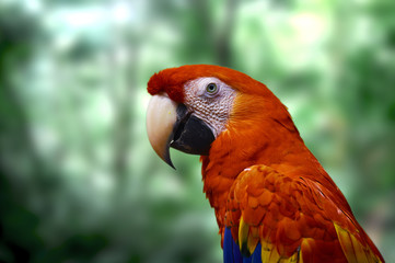 Roter Ara im Urwald