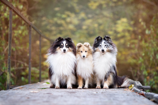 three sheltie dogs sitting together