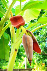 banana flower