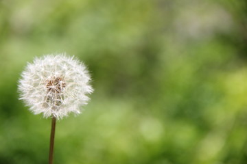 タンポポの綿毛