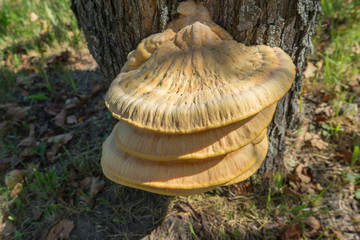 Sunny chicken-of-the-woods (Laetiporus sulphureus) mushroom on apple tree trunk against blurred background 
