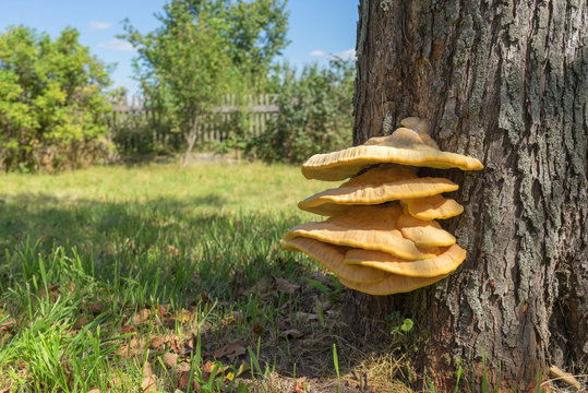 Sunny chicken-of-the-woods (Laetiporus sulphureus) mushroom on apple tree trunk against blurred background 

