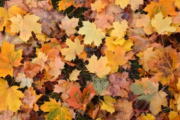 Naklejka na ściany i meble Dry leaves. Autumn, fall.