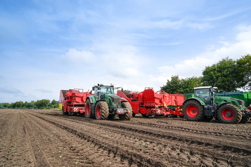 Obraz premium Kartoffelernte mit zwei Kartoffelvollerntern