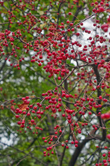 Apple tree branch with  fruits.